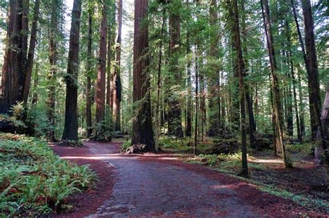 The Best Places To See Redwoods Near San Francisco