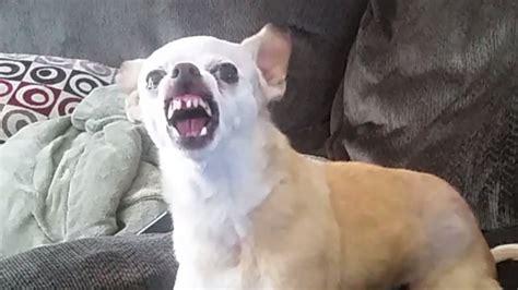 Meanest Chihuahua The Vicious Dog Napoleon Complex Prince Youtube