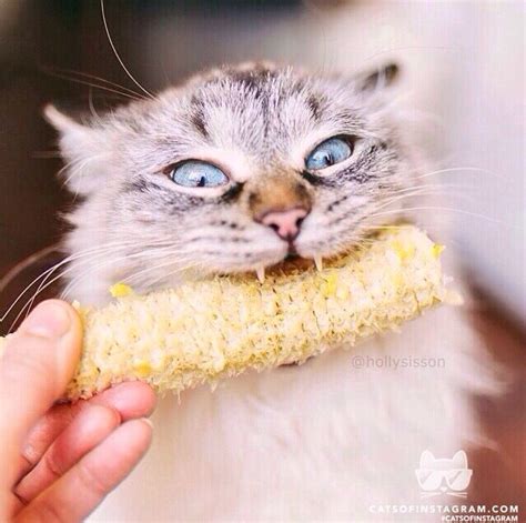 Cat Eating Corn On The Cob Cats Of Instagram Best Cat S Soft Kitty Warm Kitty Funny Cat
