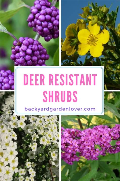 5 Deer Resistant Shrubs To Bambi Proof Your Yard Deer Resistant