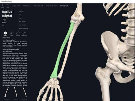 Bones Radius Anatomy And Physiology