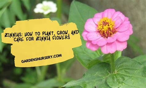 Zinnias How To Plant Grow And Care For Zinnia Flowers Gardens Nursery
