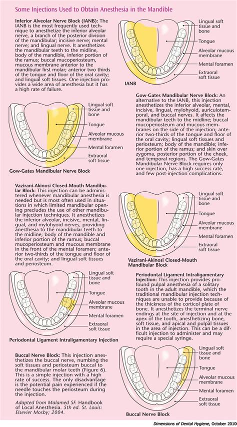 An Info Sheet Describing Different Types Of Teeth And How They Are Used