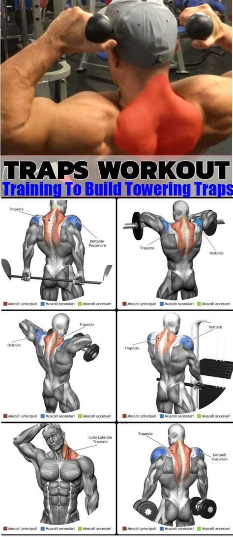 Back muscles locate in a sensitive region where they affect the entire movement of the spine, and when you have problems in this region, you feel the pain and difficulty of movement. 10 Best Muscle-Building Shoulder Exercises To Build 3D Shoulders (с изображениями) | Тренировка ...
