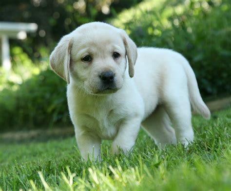 Learn more about the labrador retriever breed and find out if this dog is the right fit for your home at petfinder! Yellow, Chocolate, & Black Labrador Retriever Puppies for ...