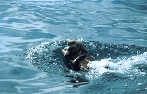 Free Images Two Sea Otters Swimming