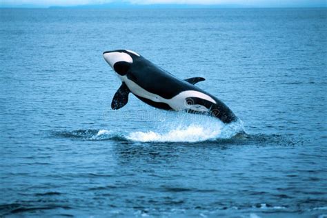 Killer Whale Breaching Orcinus Orca Alaska Southeast Alaska Stock