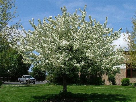 ‘sugar Tyme Crabapple Puts On A Magnificent Show Each Spring When