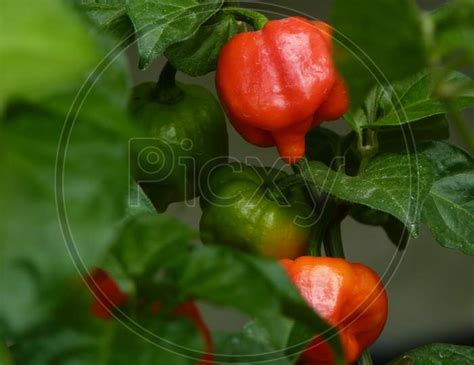 Image Of Trinidad Scorpion Butch T Pepper Gd Picxy