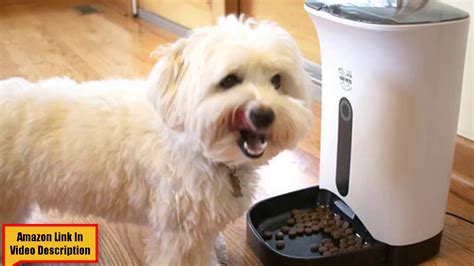 Arf Pets Automatic Pet Feeder Review Youtube