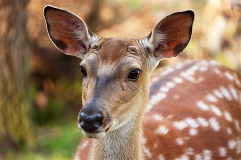 Fallow Deer Free Stock Photo Public Domain Pictures