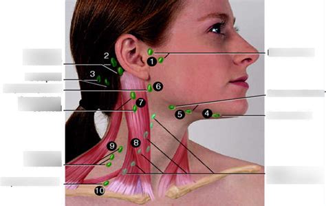 Head Lymph Nodes Location Diagram