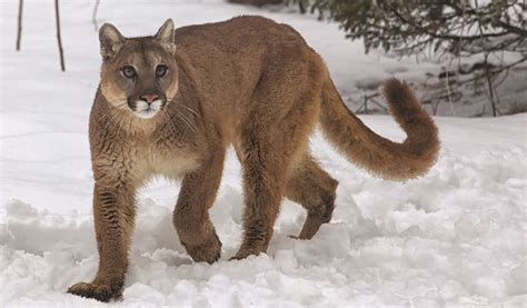 Feds Look To Remove Eastern Cougar Protections The Adirondack Almanack