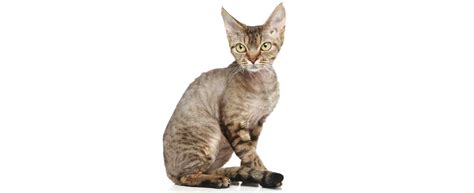 Devon Rex Cat Breed Profile Petfinder