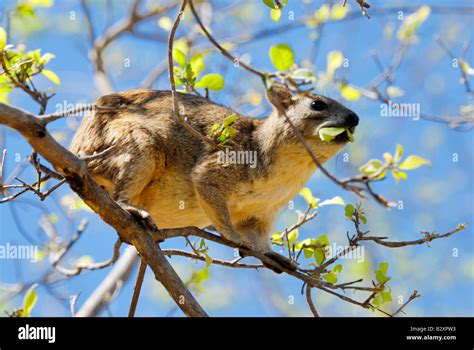 Bush Hyrax Or Yellow Spotted Hyrax Heterohyrax Brucei Eating Leaves Meru National Park Kenya