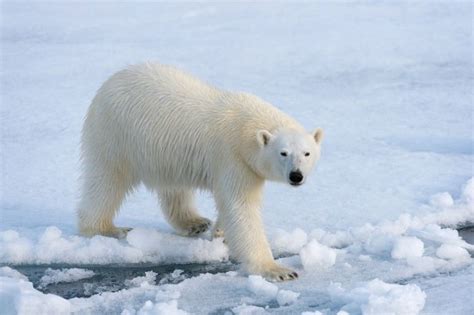 The Pizzly Bear Endangered Polar Bears Are Mating With Grizzlys