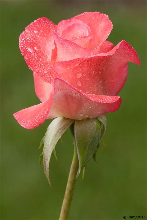 Beautiful Pictures Of Roses And Flowers Beautiful Rose Red Rose