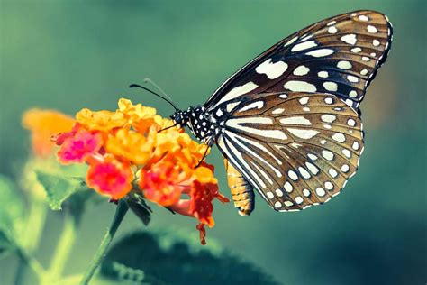 Learn About Butterflies Day | Holiday Smart