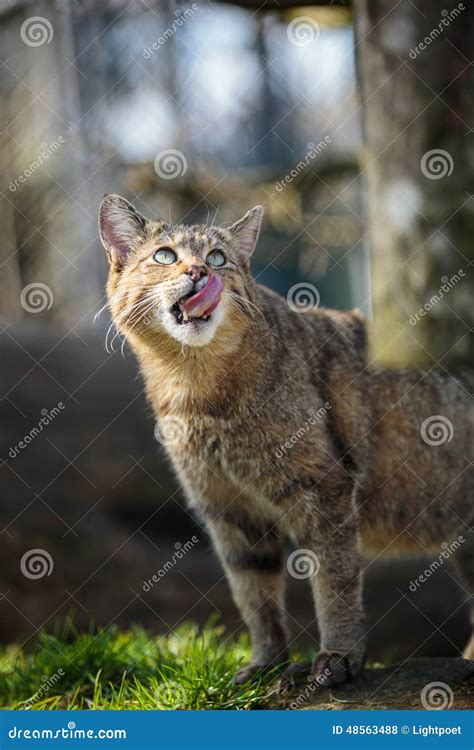 Wildcats In Their Natural Habitat Stock Photo Image Of Whiskers