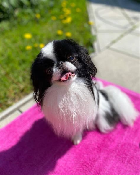 15 Interesting Facts About Japanese Chin Page 5 Of 5 The Dogman