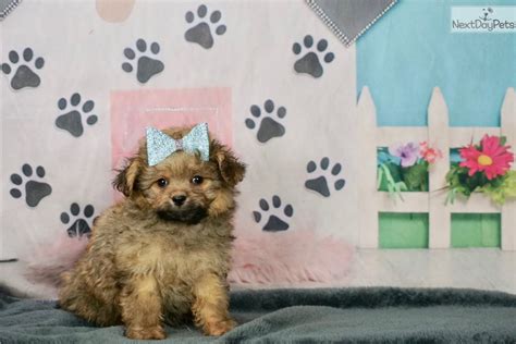 Hershey Poma Poo Pomapoo Puppy For Sale Near Fort Wayne Indiana