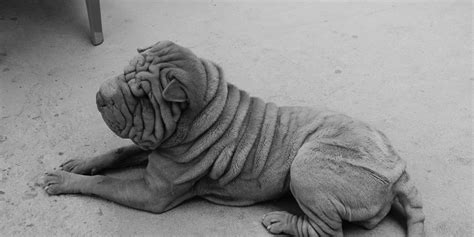 5 Wrinkly Dog Breeds List Grooming Risks And Faq