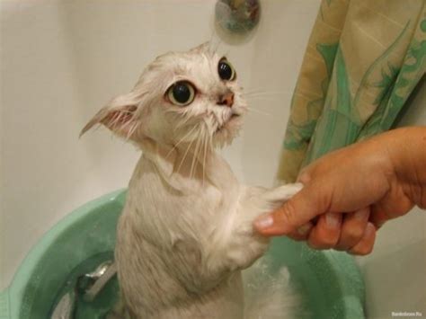 Just 20 Funny Wet Cats Who Were Traumatized By Baths Funny Cat