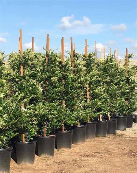 Texas Privet Garden View Landscape Nursery And Pools