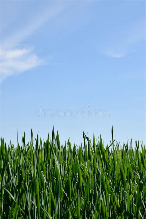 Green Field Under Blue Sky Stock Photo Image Of Light 54124976