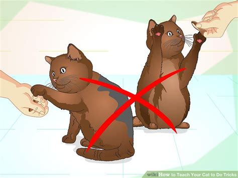 How To Teach Your Cat To Do Tricks 15 Steps With Pictures