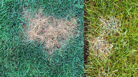Brown Patch Vs Dollar Spot Whats The Difference