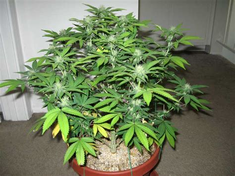 How To Grow Cannabis With Coco Coir Grow Weed Easy