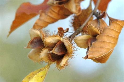 Fagus Sylvatica European Beech Go Botany