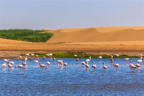 Animals Of The Kalahari Desert Worldatlas