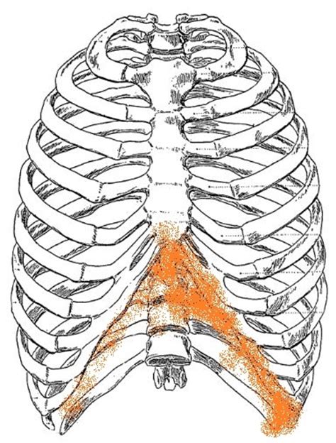 Underneath your ribs on the right hand side is your liver. Sore to touch rib cage. Thread discussing Sore to touch ...