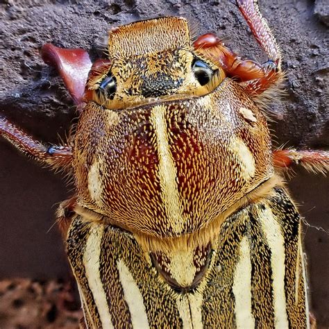 Polyphylla Decemlineata Ten Lined June Beetle 10000 Things Of The