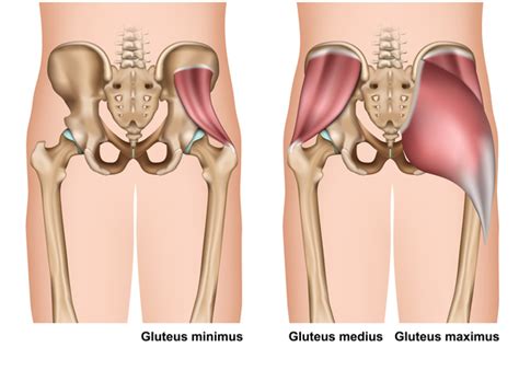 Your lower back depends on your hip flexors, glutes and hamstring conditioning to remain balanced and safe. How underactive gluteal muscles can cause lower back pain ...