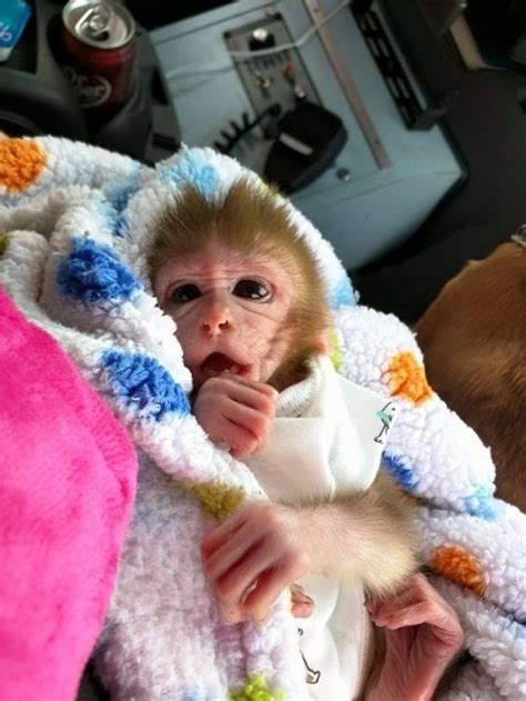 Pin By Asif Athwal17🇵🇰🇲🇾 On Monkeyz Baby Monkey Pet Cute Baby Monkey