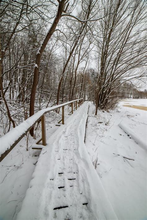 Nature Trail In Swamp In Deep Snow In Winter Stock Photo Image Of