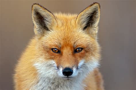 Red Fox Stock Photo Download Image Now Fox Red Fox Animal Head