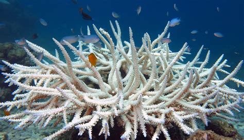 Coral Reefs Can Recover Quickly After Bleaching Asia Pacific