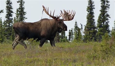 Moose History And Some Interesting Facts