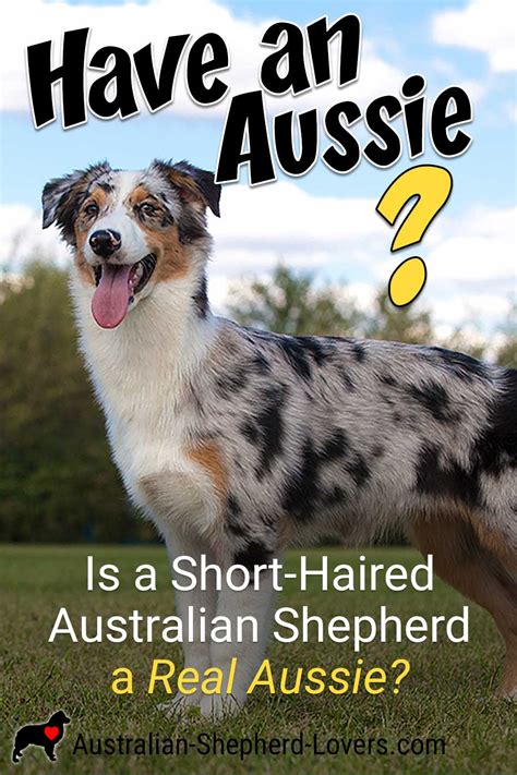 Short Hair Australian Shepherd Raffaeleromea