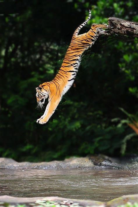 Download Jumping Tiger Wild Animals For Your Mobile Cell Phone