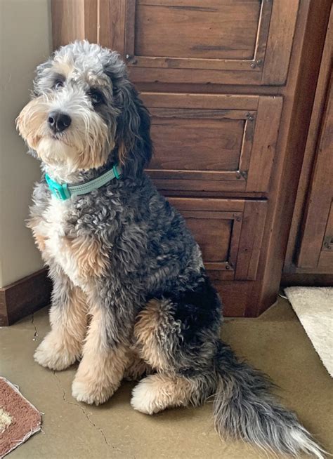 Again, the females are typically on the smaller side while males tend to be on the larger size. Upcoming Bernedoodle Litters - ROCKY MOUNTAIN BERNEDOODLES