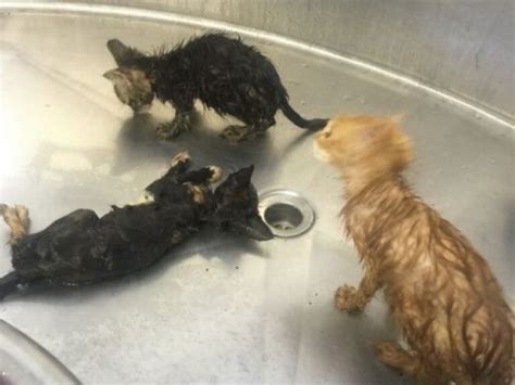 Horrifying Kitten Cruelty Cases Draw Attention Donations In Solano