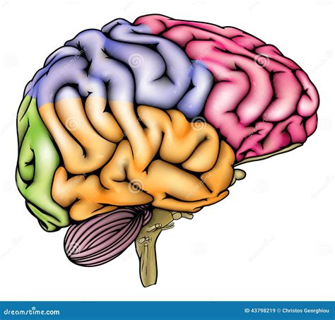 Human Brain Anatomy Sectioned Stock Vector Illustration 43798219