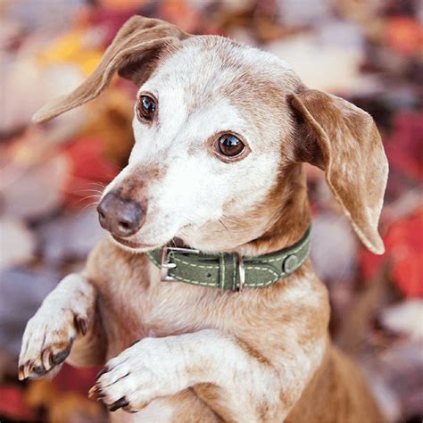 Pet Adoption First Days With Your Senior Dog Edition Dgp For Pets