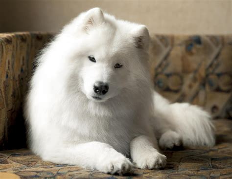 The Samoyed Snow Dog In Winter And In Summer Pethelpful