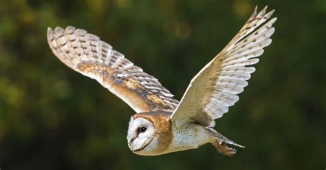 10 Incredible Barn Owl Facts Az Animals